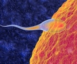 Study uncovers key protein complex controlling sperm motility and male fertility