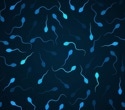 Study uncovers key protein complex controlling sperm motility and male fertility