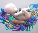 Genes influence the gut microbiome beyond the individual