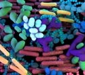 Genes influence the gut microbiome beyond the individual