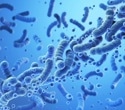 Research reveals how the gut microbiome supports successful pregnancy