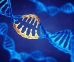 Researchers uncover how a key transcription factor reads DNA in human cells