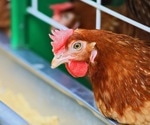Public health experts outline critical steps in handling HPAI H5N1 spread