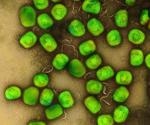 Research highlights rising risk of human-to-human mpox transmission