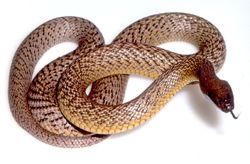 Nature’s most sophisticated biological weapon, snake venom, largely evolved from bits of body parts a Melbourne researcher has found.